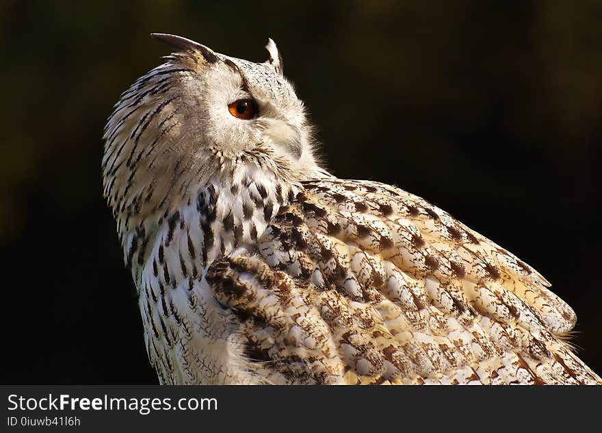 Owl, Bird, Bird Of Prey, Beak