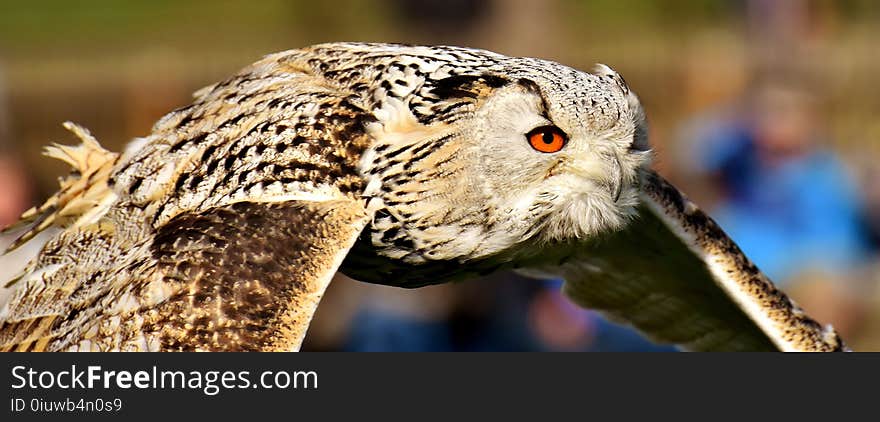 Beak, Bird, Fauna, Owl