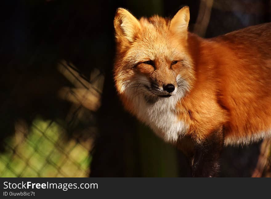 Fox, Red Fox, Mammal, Wildlife