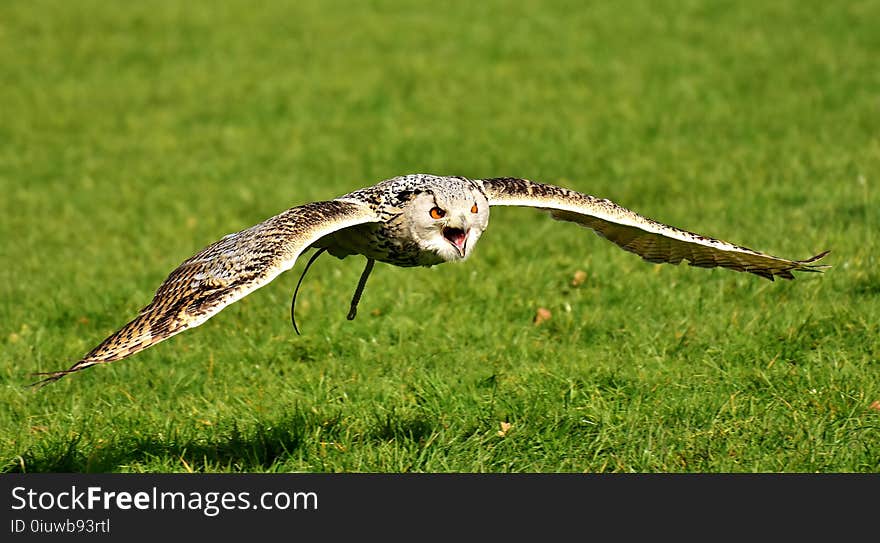 Bird, Ecosystem, Fauna, Beak