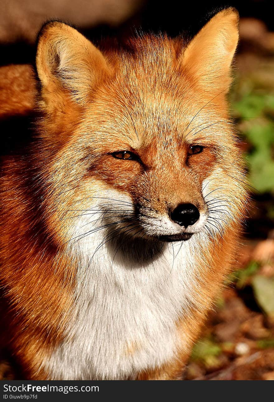 Fox, Red Fox, Wildlife, Mammal