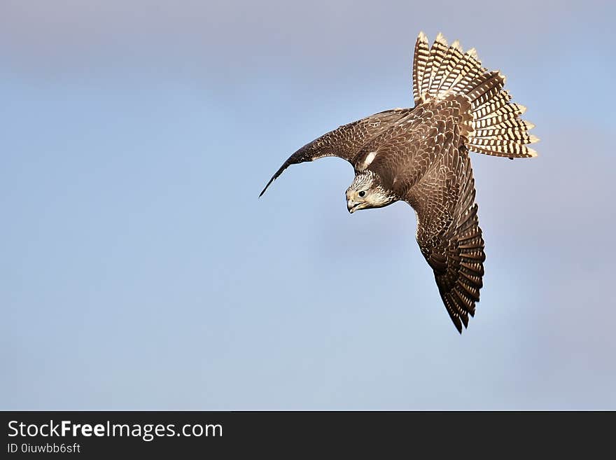 Bird, Hawk, Falcon, Fauna