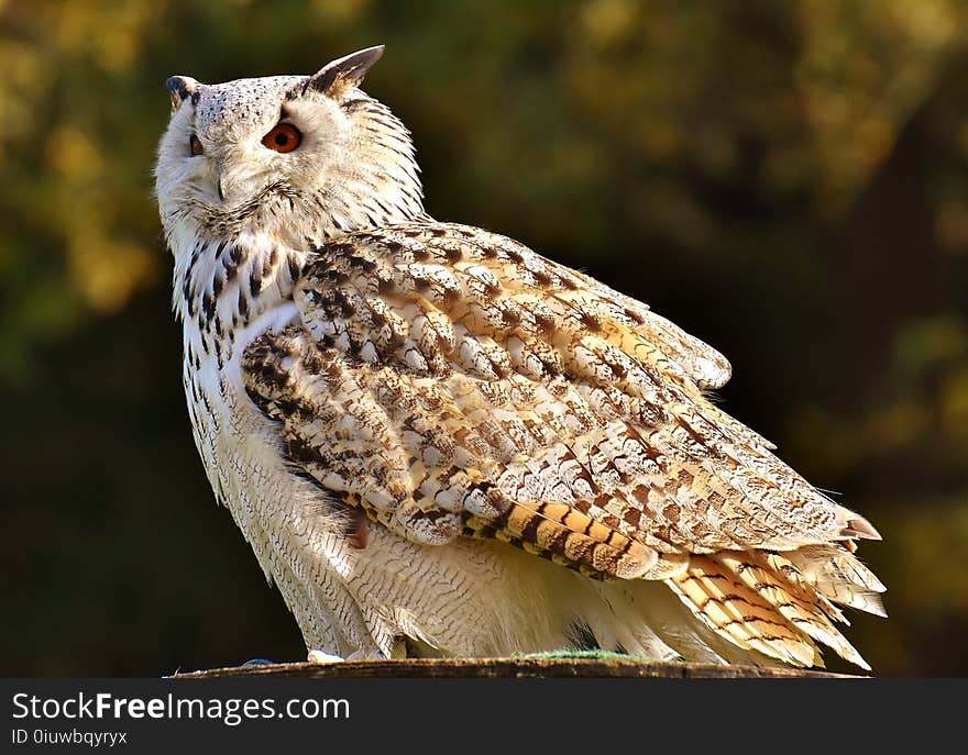 Owl, Bird, Fauna, Bird Of Prey