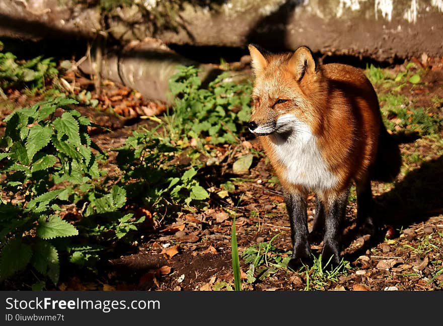 Fox, Red Fox, Wildlife, Mammal