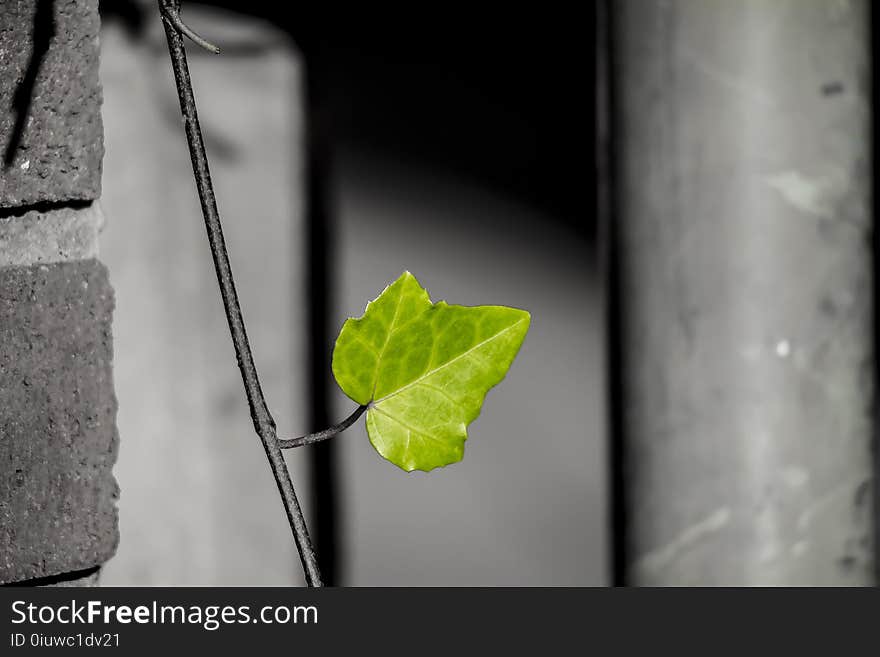 Leaf, Close Up, Black And White, Branch