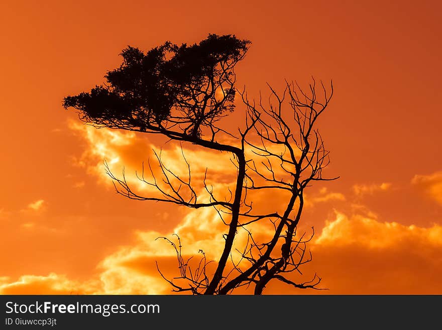 Sky, Cloud, Afterglow, Tree