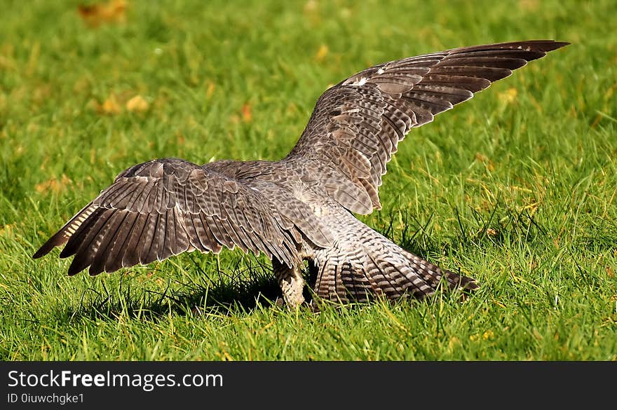 Bird, Ecosystem, Fauna, Nature Reserve