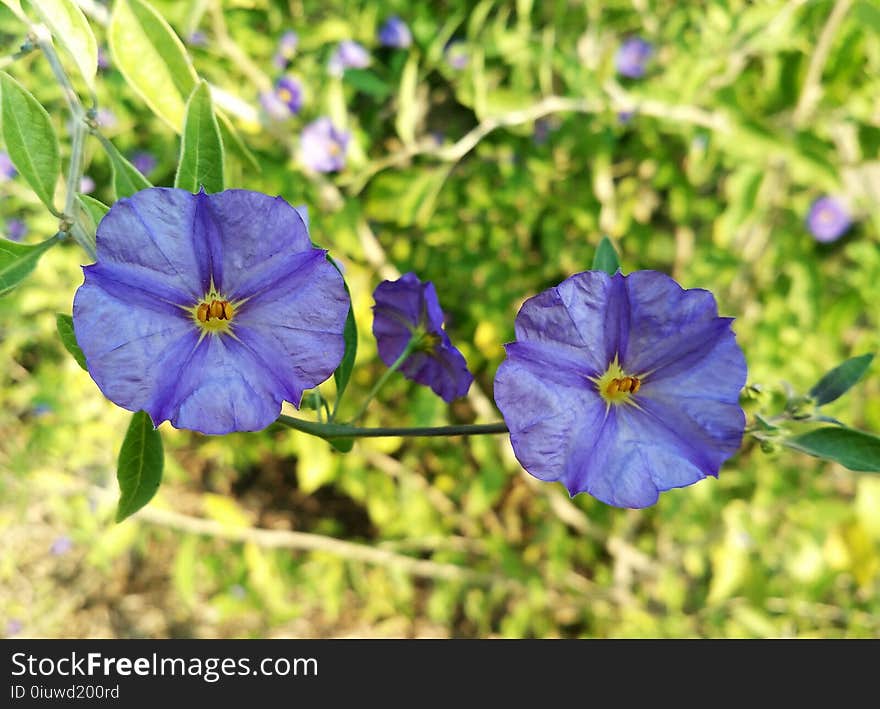 Blue, Flower, Flora, Plant