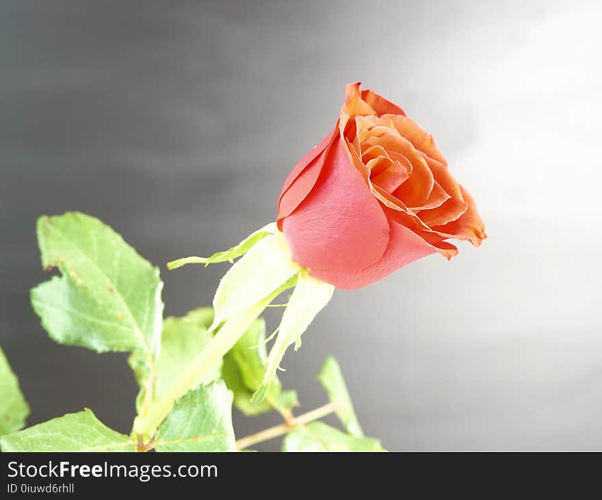 Flower, Rose Family, Rose, Garden Roses