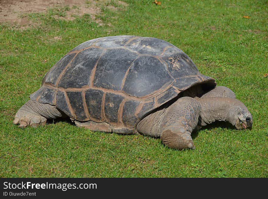 Tortoise, Turtle, Terrestrial Animal, Fauna