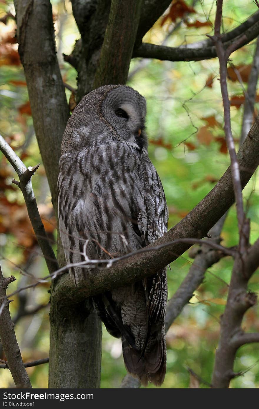 Owl, Great Grey Owl, Bird, Fauna