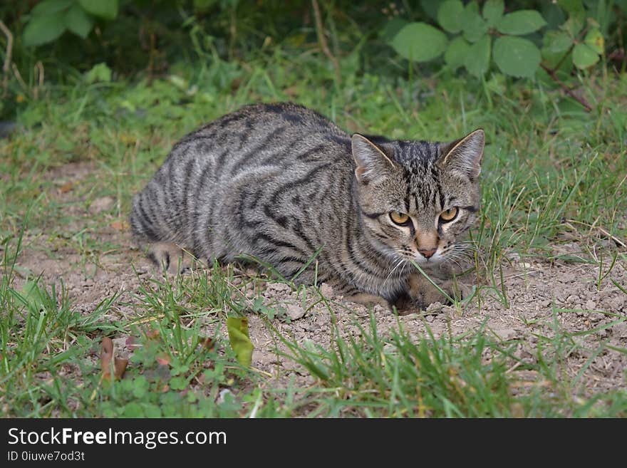 Cat, Dragon Li, Fauna, Wild Cat