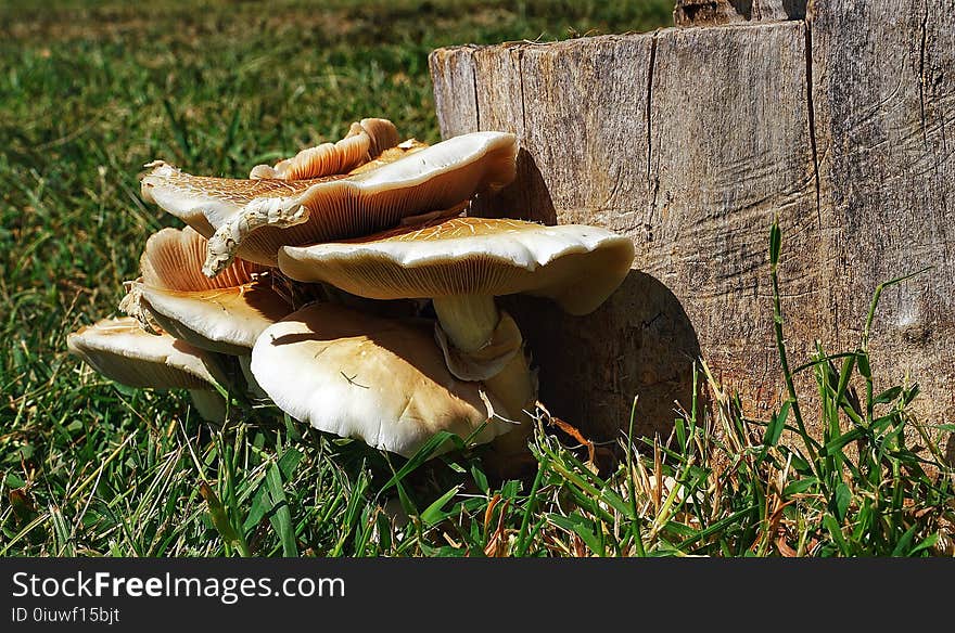 Mushroom, Edible Mushroom, Fungus, Grass