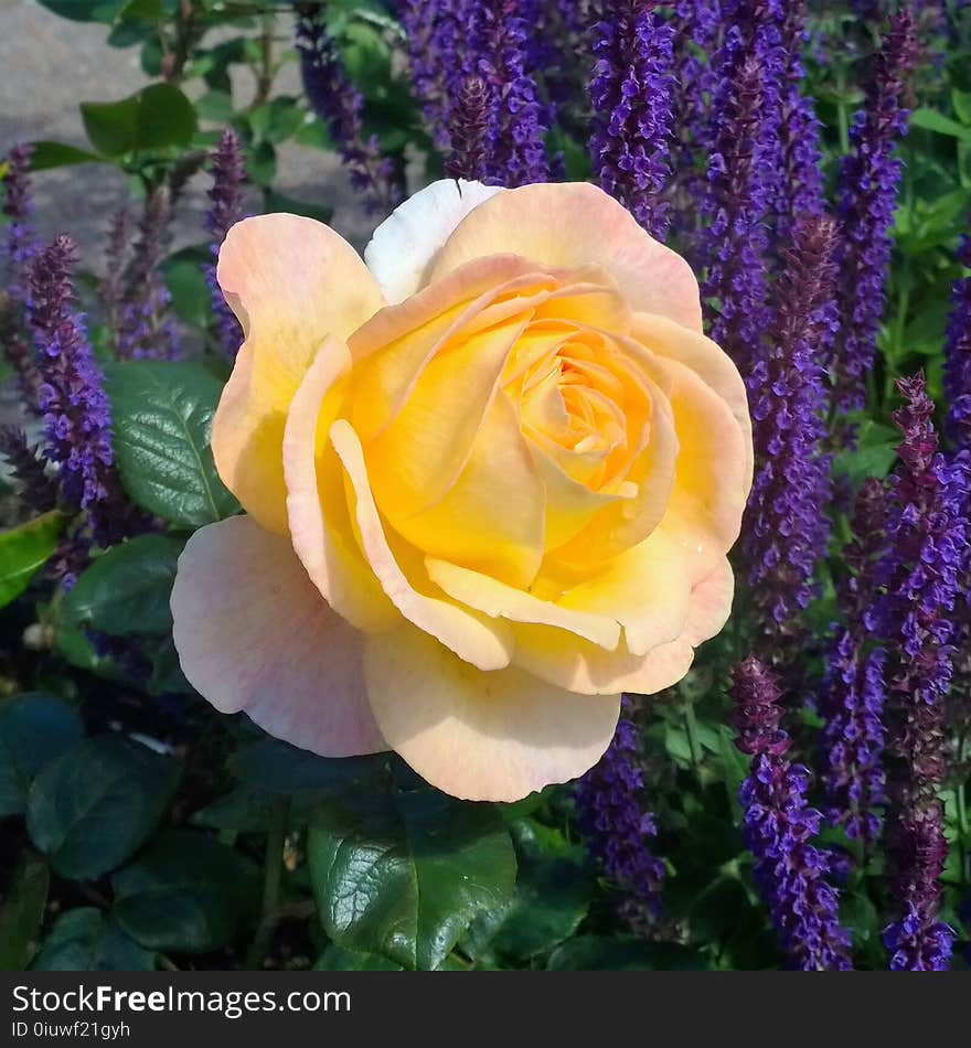 Flower, Rose, Rose Family, Yellow