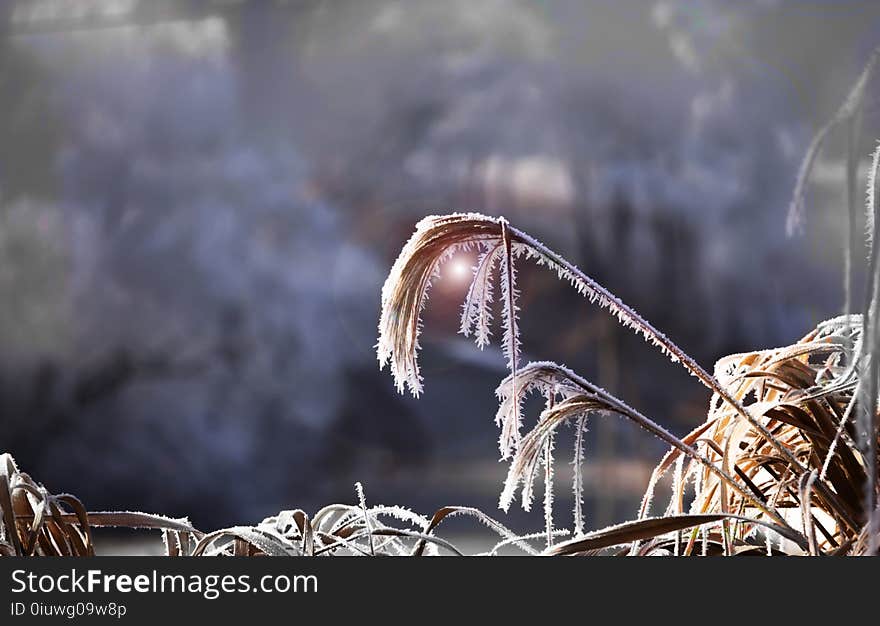 Close Up, Grass Family, Stock Photography, Branch