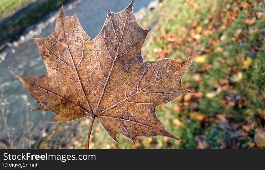 Leaf, Maple Leaf, Autumn, Plant