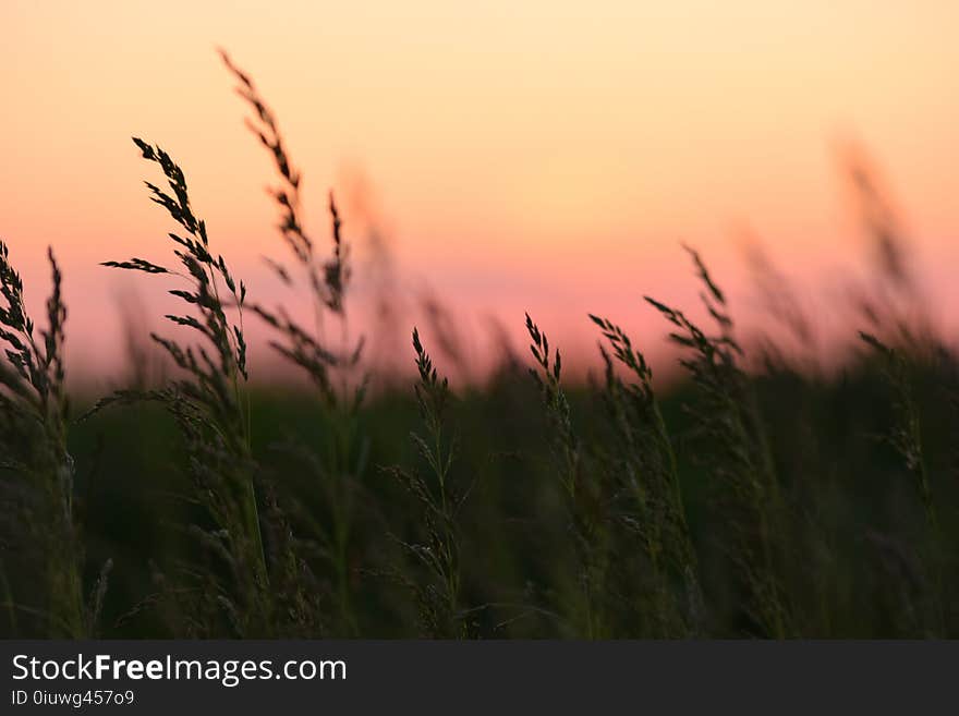 Sky, Grass, Grass Family, Morning