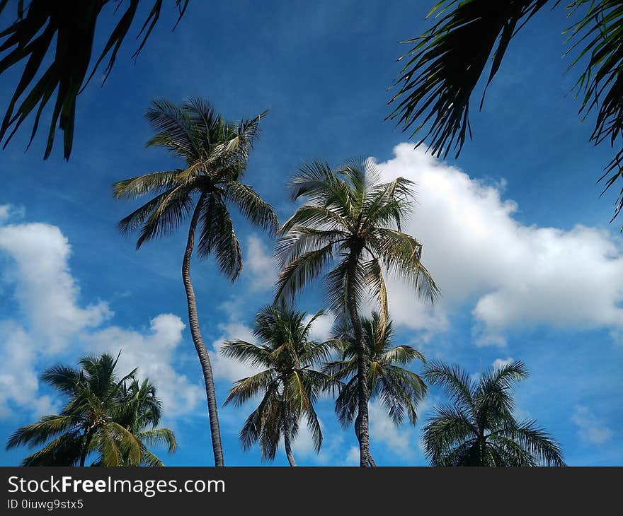 Sky, Blue, Tree, Nature