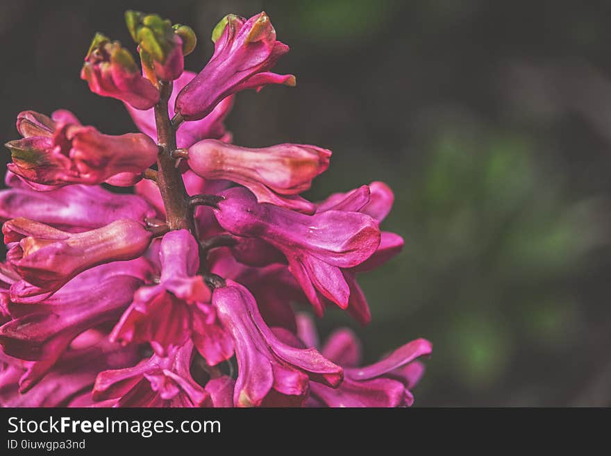 Flower, Plant, Flora, Pink