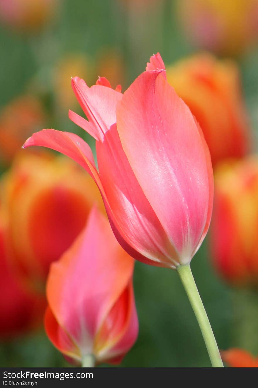 Flower, Tulip, Plant, Flowering Plant