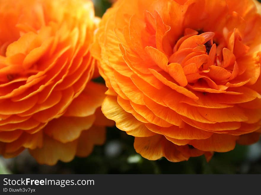 Flower, Orange, Close Up, Petal