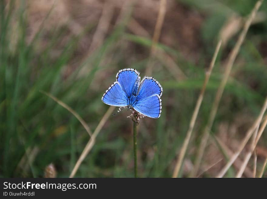 Blue, Butterfly, Moths And Butterflies, Flora