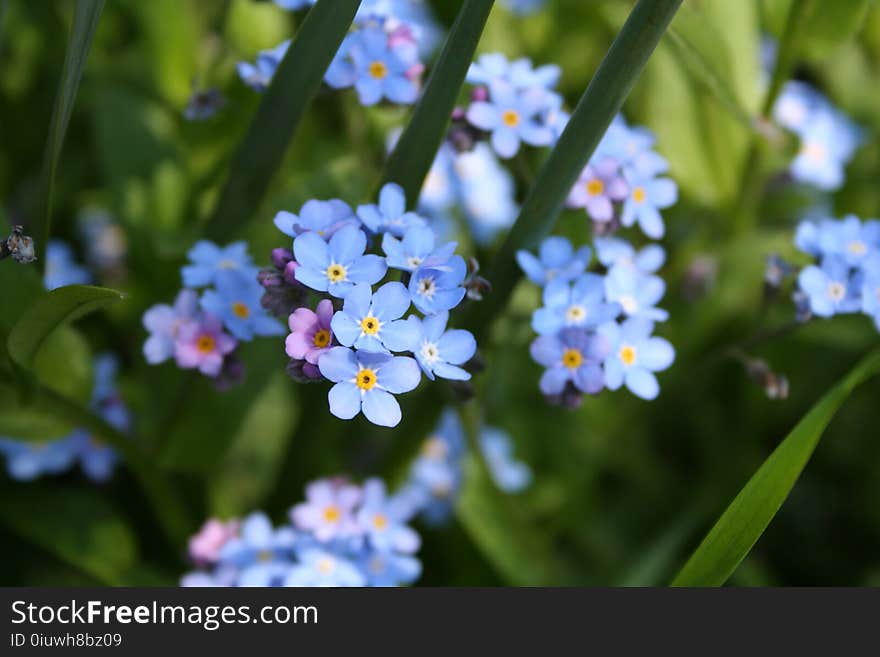 Flower, Forget Me Not, Flowering Plant, Plant