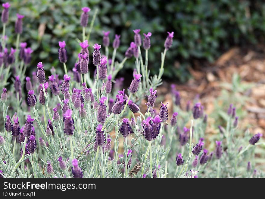 Plant, Flower, French Lavender, English Lavender