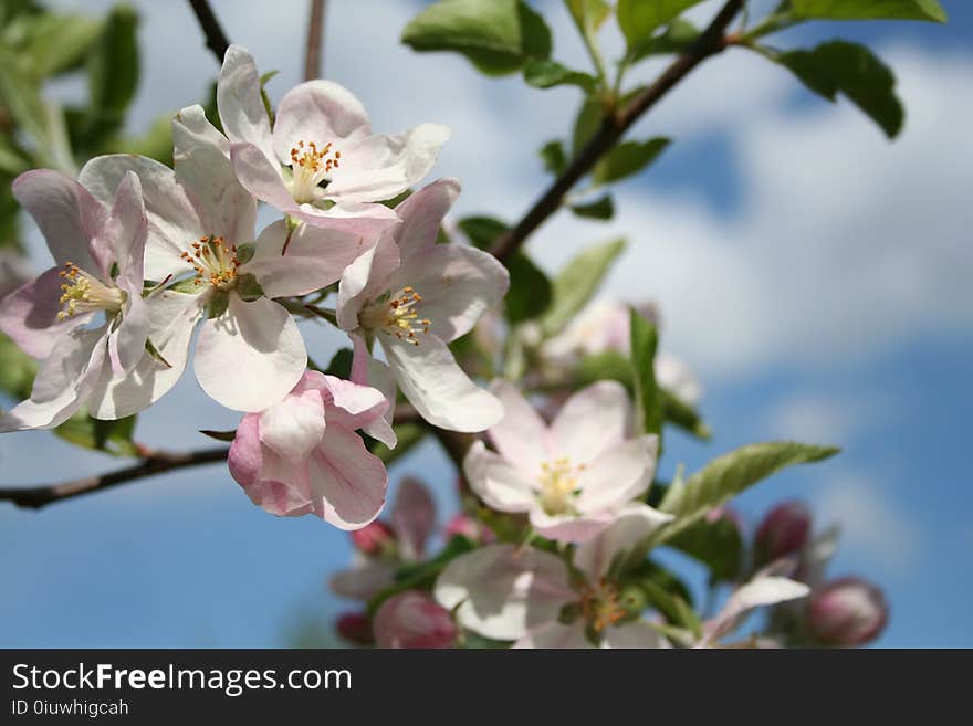 Blossom, Spring, Flower, Branch