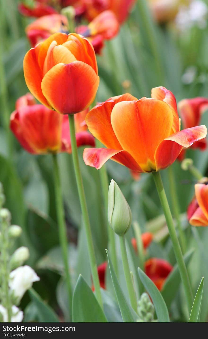 Flower, Plant, Flowering Plant, Tulip