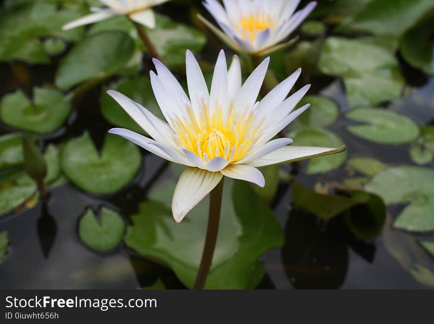 Flower, Plant, Flora, Aquatic Plant