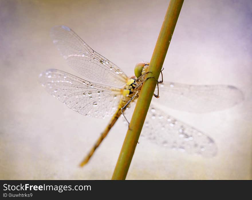 Insect, Dragonfly, Dragonflies And Damseflies, Invertebrate