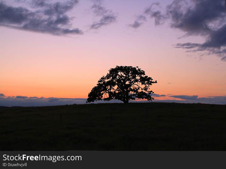 Sky, Tree, Horizon, Woody Plant