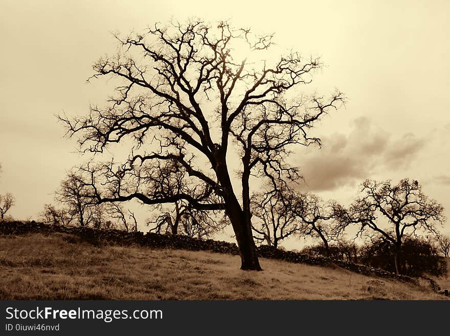 Tree, Sky, Woody Plant, Branch