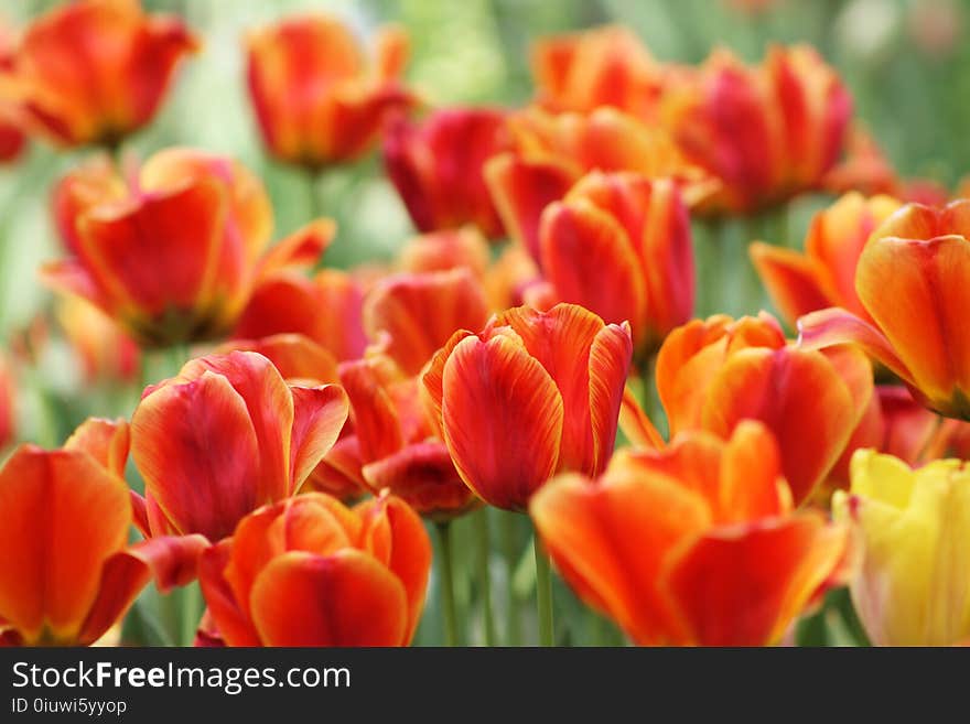 Flower, Flowering Plant, Tulip, Plant