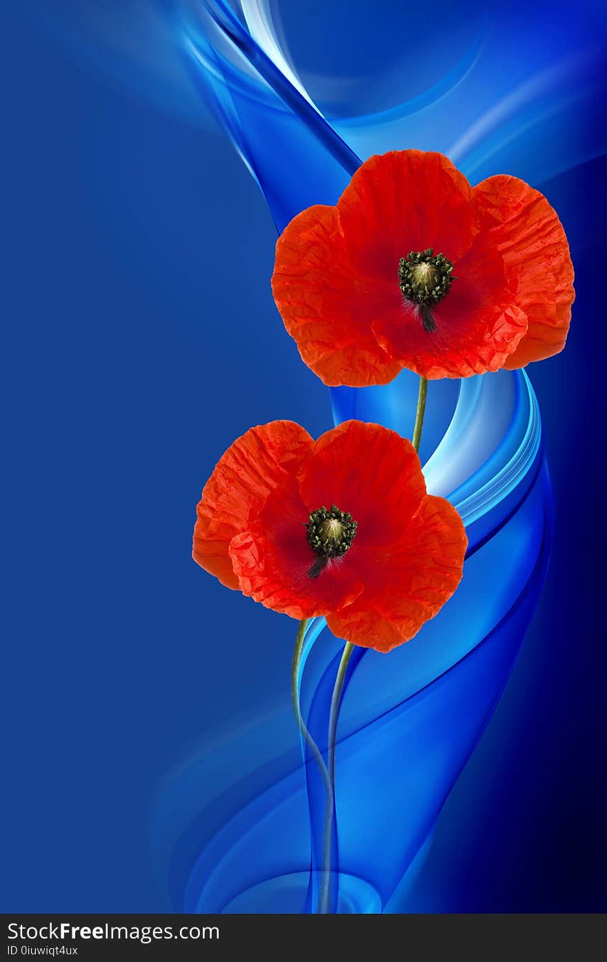 Flower, Poppy, Petal, Poppy Family