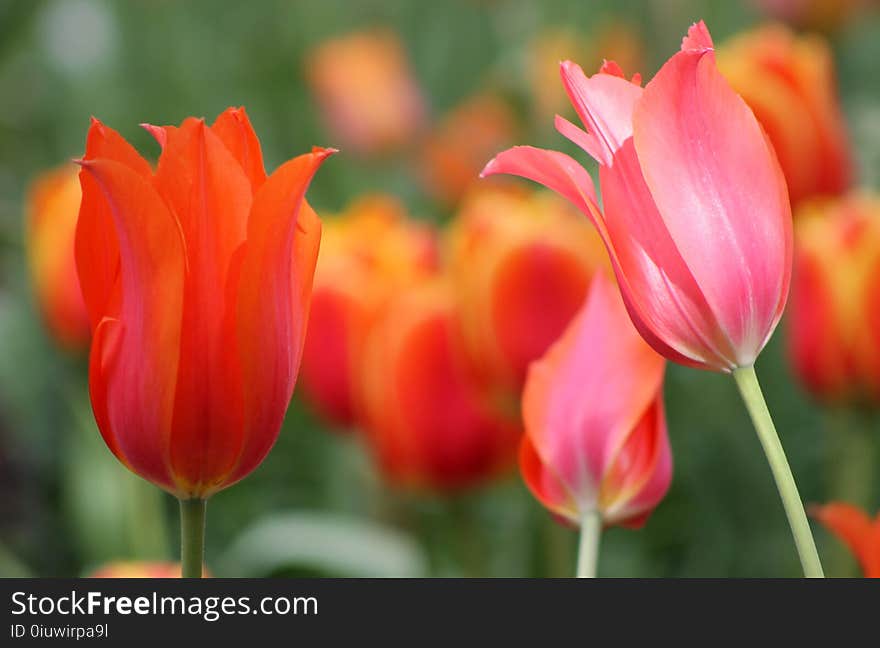 Flower, Plant, Tulip, Flowering Plant