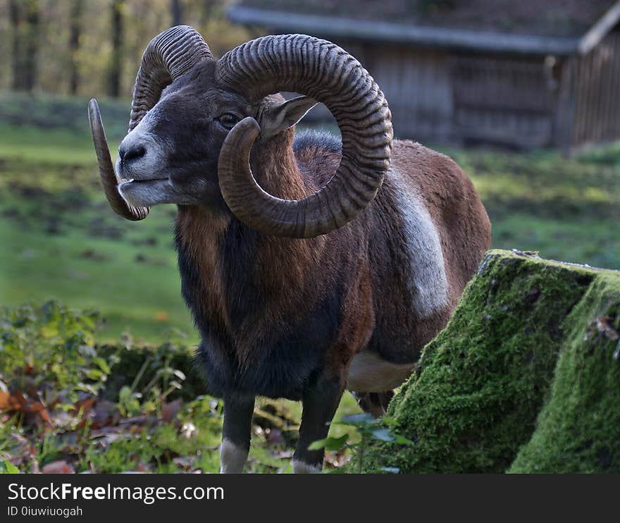 Horn, Argali, Fauna, Terrestrial Animal