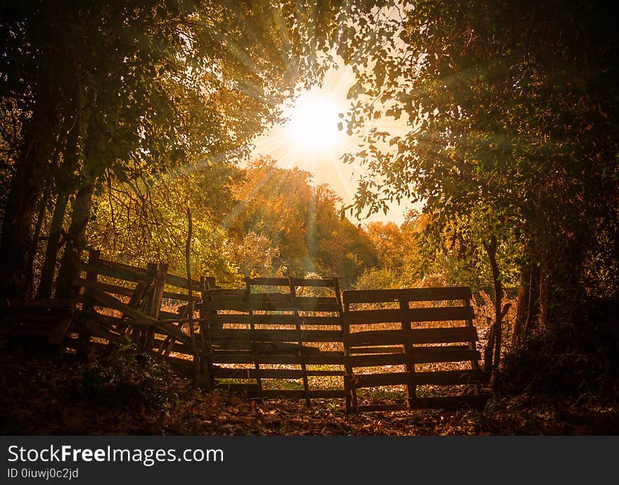 Nature, Woodland, Leaf, Tree