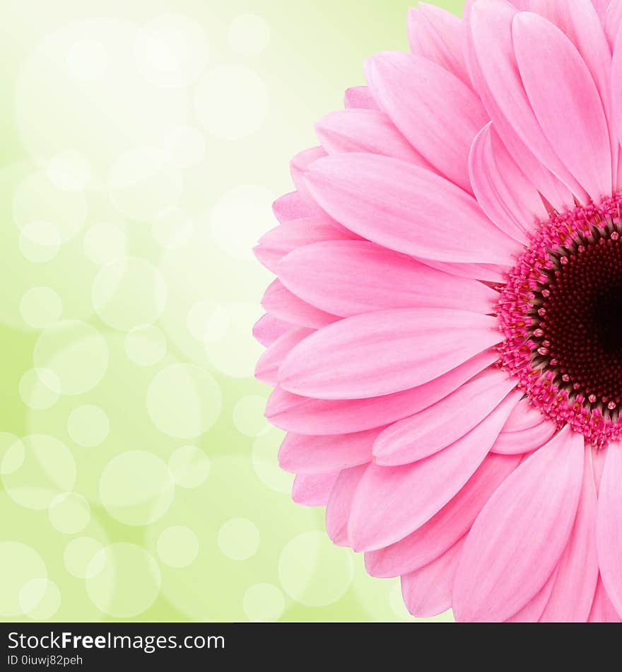 Flower, Flowering Plant, Pink, Gerbera