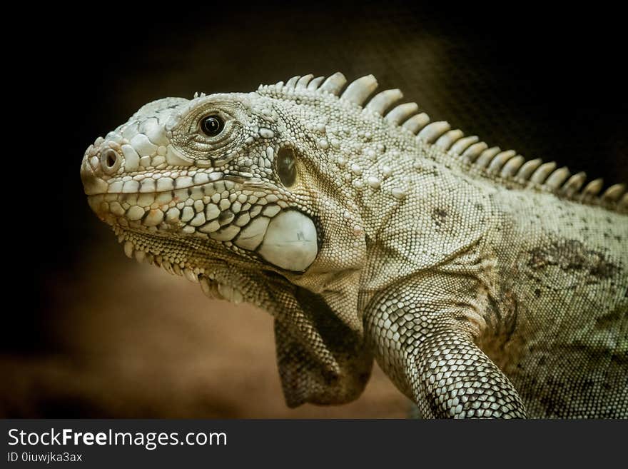 Reptile, Iguana, Scaled Reptile, Fauna