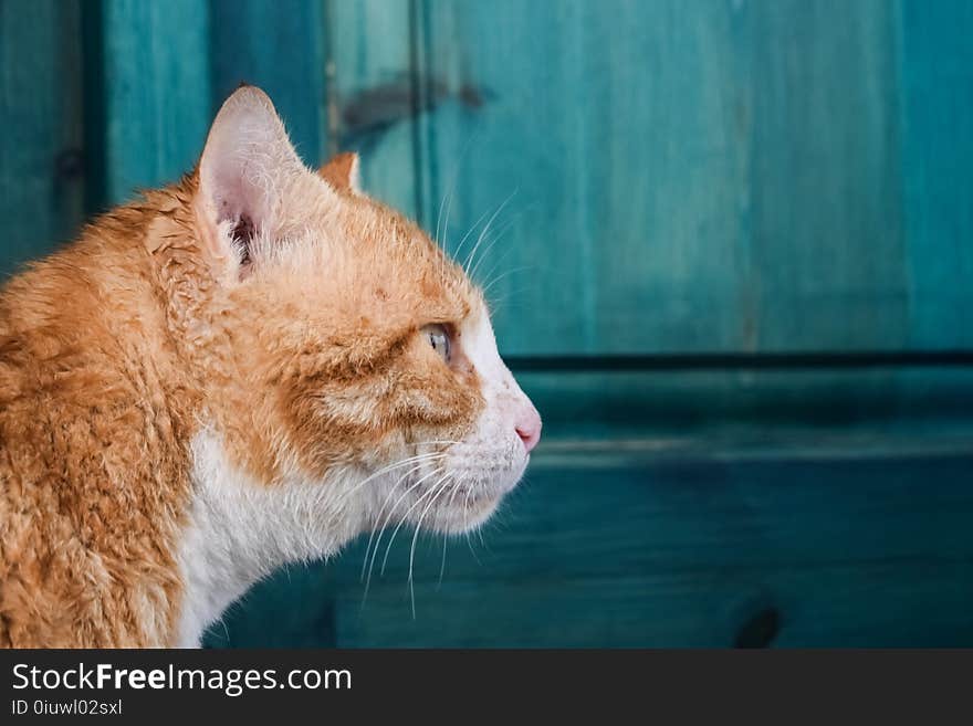 Cat, Whiskers, Face, Fauna