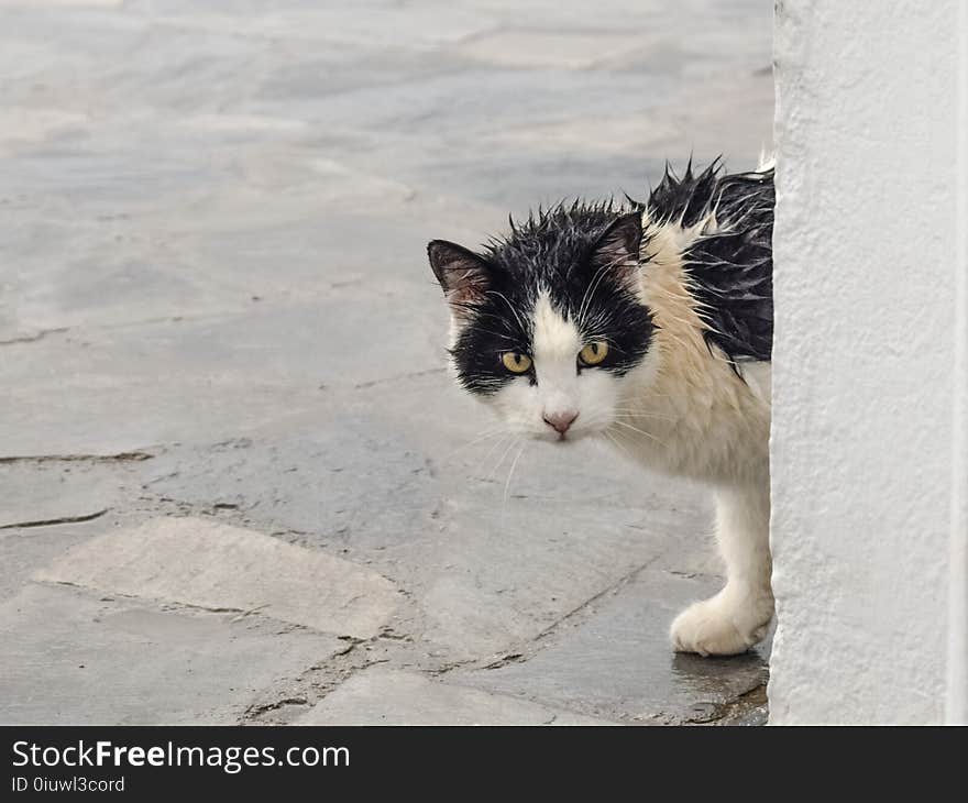 Cat, Small To Medium Sized Cats, Cat Like Mammal, Whiskers