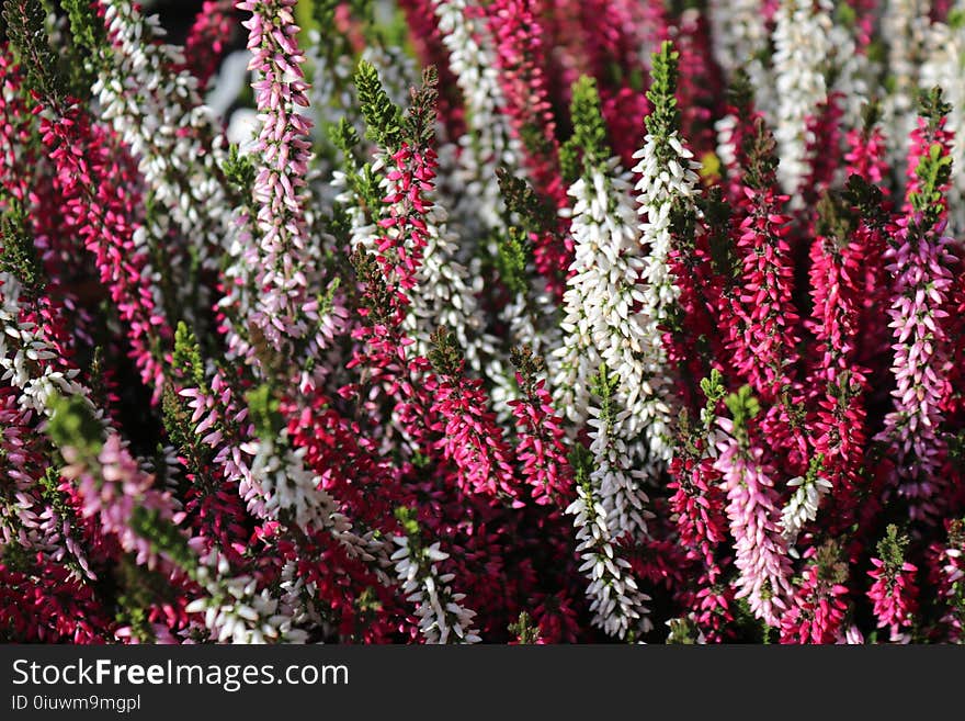 Plant, Flower, Pink, Flora