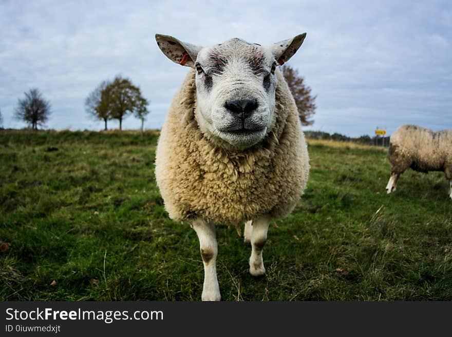 Sheep, Cow Goat Family, Pasture, Grass