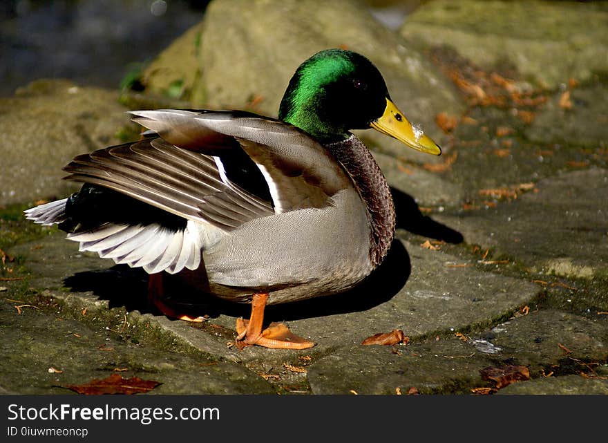 Bird, Duck, Mallard, Water Bird