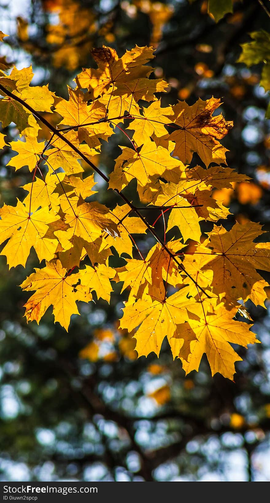 Leaf, Yellow, Maple Leaf, Autumn