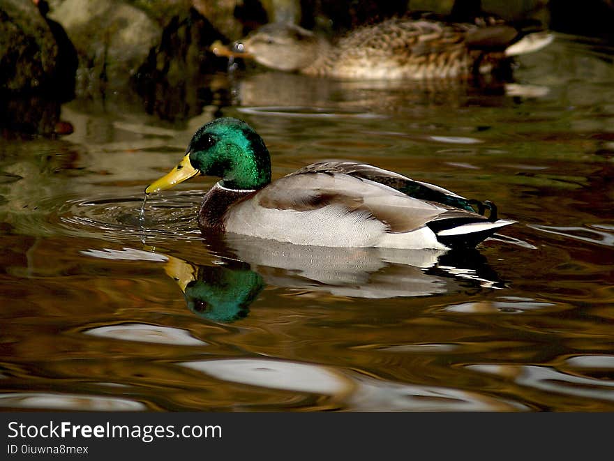 Duck, Bird, Water, Mallard