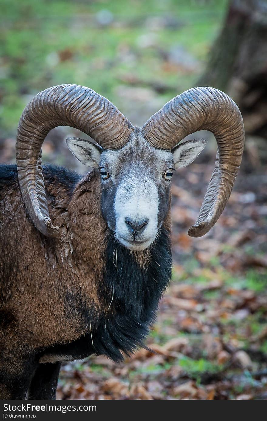 Horn, Argali, Wildlife, Fauna