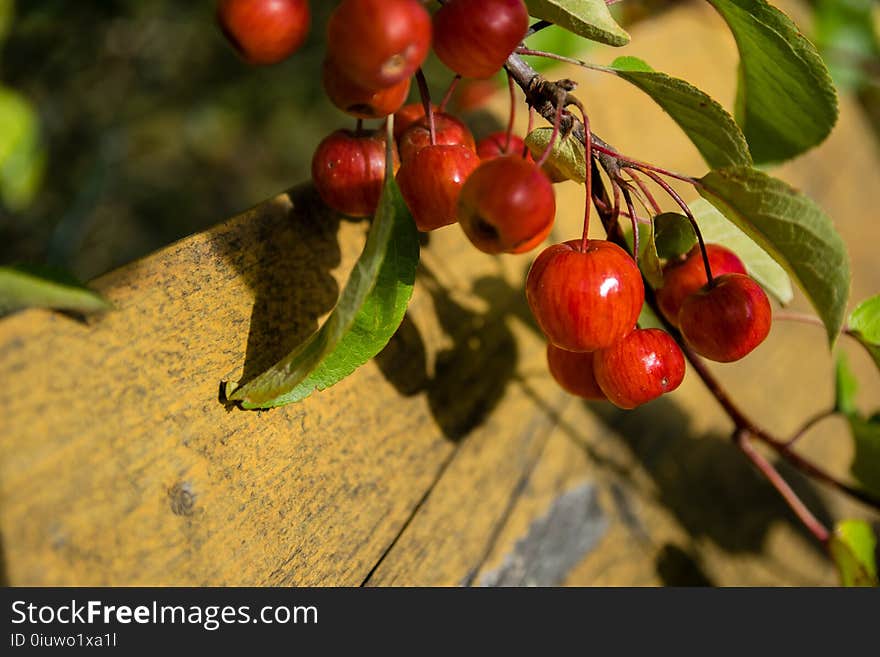 Fruit, Cherry, Berry, Plant